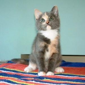 leamingtonlass's profile picture. Dental Hygienist, cat lover,  keen cook and  gardener interested in geneology and avid vampire fiction fan