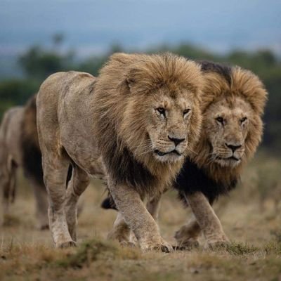 Skymer_dancehal's profile picture. Im a Kenyan and Kenya is my business