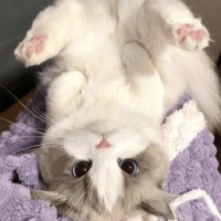 Reverse Cat (@reversecatsolan) 's Twitter Profile