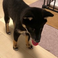ぱし (@pashitoshi1108) 's Twitter Profile Photo ぱし (@pashitoshi1108) 's Twitter Profile Photo