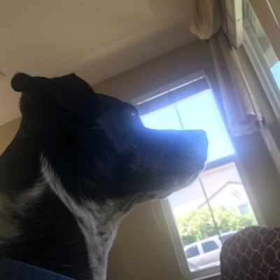 FrogFries24's profile picture. WARNING⚠️⚠️: very goofy.