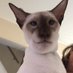 DYLAN MEOWNNETTE (@dylanmeownette) Twitter profile photo DYLAN MEOWNNETTE (@dylanmeownette) Twitter profile photo