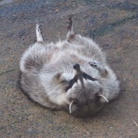 さかな (@x4cjfme99su1tqe) Twitter profile photo