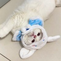 ☆ (@t18wt) 's Twitter Profile