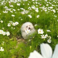 ちひろ@東京ママ (@chihipontaaa) Twitter profile photo