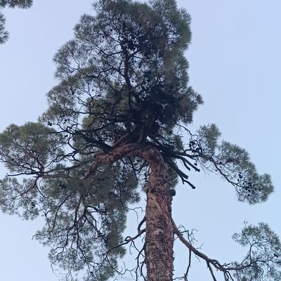 littlesptrs's profile picture. 