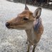 鹿せんべい🦌 (@deer_snack) Twitter profile photo 鹿せんべい🦌 (@deer_snack) Twitter profile photo