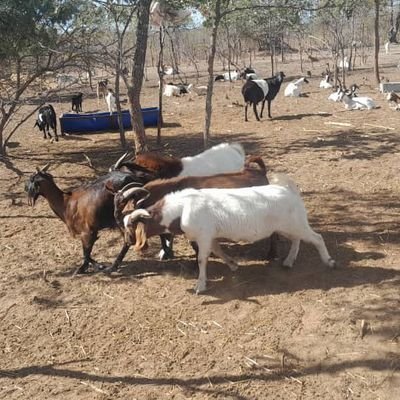 MAJOR06CC's profile picture. CCC