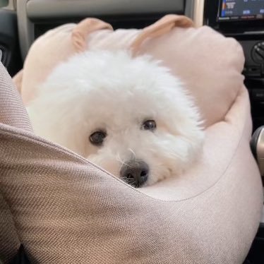 sugaribotoke's profile picture. I'm called 『小仏こぼとけ』passing by. Thank you 🙏🌅🙏 /小犬丸ぽちさん意識して考えました🐶💛 /姫乃ちゃんの姫カットに一目惚れ❤︎ちゅるんたらんLo.❤︎.ve 白雪姫乃 Lo.❤︎.ve /🎃パニモン👻アオリ🦑推し沼り💋/汐見まといにつきまとい💋 #こぼとけ日記