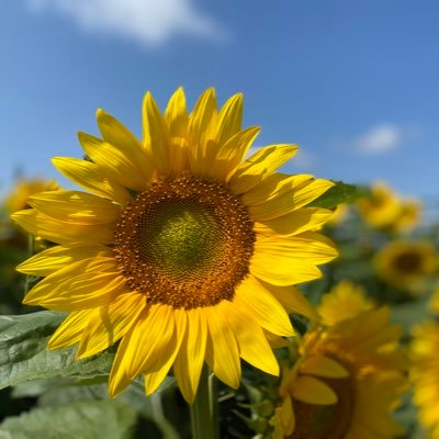 smiletailnico's profile picture. R6.8出産🦖〜2人目IVF→🥚（4月予定）/アラサー女医👩‍⚕️旦那さん好き🩵旅行/ミュージカル/ディズニー/QuizKnock が好き❣️産休中に編み物・ミシン始めました🧶マタ垢・ママ垢さん無言フォロー失礼します☺︎ 出産後、鍵垢にしました🔑