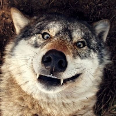 CoalWolfie's profile picture. Silly wuff!