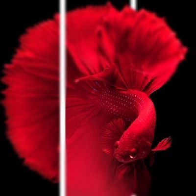 Krishna30228724's profile picture. DI OR DIE