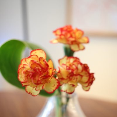 mikan_MikuLove's profile picture. ドイツ語（A1）と英語（B1）勉強中！ ハリポタ、TaylorSwift、マツオヒロミさんなどが好き Studying German(A1) and English (B1)! IELTS speaking part score:5.5 Likes:Harry Potter, Taylor Swift, Miku