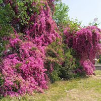 someone (@therebel_isback) 's Twitter Profile