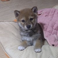 柴犬らんたろう&お料理タヌ子 (@dw5j2kjjh7fzgow) 's Twitter Profile Photo