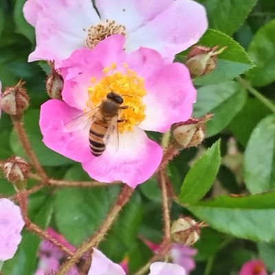 iPZVx4DY6762761's profile picture. 自然のなかで暮らしています
🧡参政党に未来を託します🧡
東京から鹿児島に移住しました
山歩き花の写真を撮ることが好きです🤗