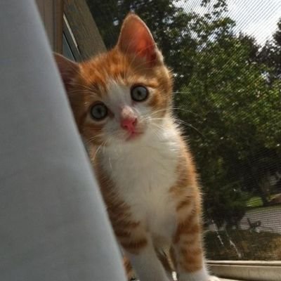 hiitsfragile's profile picture. still alive killing time at the cemetery 🤍
(angry) Intersectional feminist 🤍 (proud) ethical hater