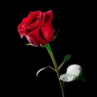 sevgi oğz52 (@sevgi40608) 's Twitter Profile Photo sevgi oğz52 (@sevgi40608) 's Twitter Profile Photo