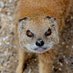 CeurapeWeukPeng 🐐 (@matakumatamu86) Twitter profile photo CeurapeWeukPeng 🐐 (@matakumatamu86) Twitter profile photo