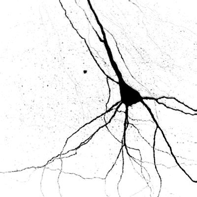 Neuroscientist at IOB Basel, studying thalamic circuits for vision