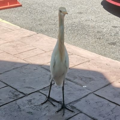 Saf_pertama's profile picture. Mengomel kat sini je lah, semua dah kena remove.

-Please don't follow-