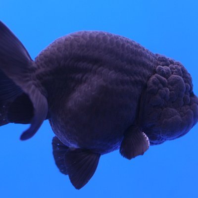 InsaneDesire4's profile picture. Jnr Frontend.