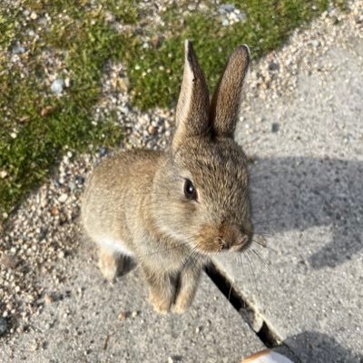 犬(特に大型犬🦮)うさぎ🐰チンチラ🐭動物全般、綺麗な景色など好きなもの色々あります🍀うさぎと暮らすのが夢🐇🌸うさぎの飼育・病気・介護を勉強中です!無言フォロー失礼します。最近は大久野島で出会った可愛いうさぎさん達をご紹介してます!