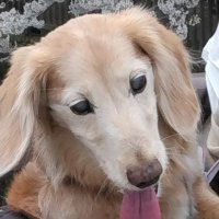 ゆきぞー (@chipzoo0722) 's Twitter Profile