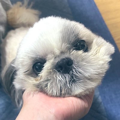 thukasa_ppp's profile picture. 2019年5月生まれの男の子🐶道明寺司と桐木司から名前もらってます。↓司くんのLINEスタンプ https://t.co/DJ6aPGfZ73