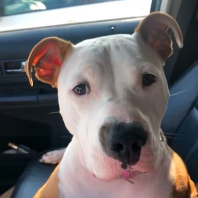 Just4Fun17811's profile picture. NO DMs~ For nothing is secret, that shall not be made manifest; neither any thing hid, that shall not be known and come abroad. Luke 8:17