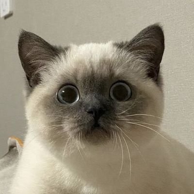 bad85114077's profile picture. 我看看黄推怎么了