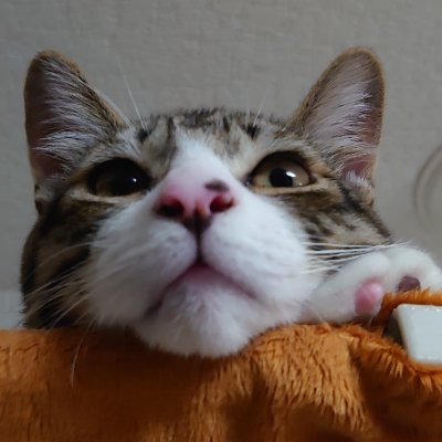 kinari_gaming's profile picture. よろしく！
unityでゲーム作ってます。