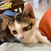 アッサムねこ🍀 (@assamneko2022) 's Twitter Profile Photo アッサムねこ🍀 (@assamneko2022) 's Twitter Profile Photo