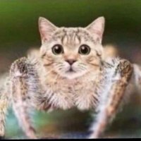 Noah (@soboc_lol) 's Twitter Profile