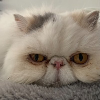 DillonHugo's profile picture. opiniones personales