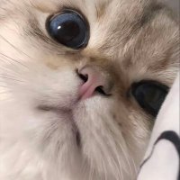 星柔♪ (@zhengyiyen) 's Twitter Profile Photo 星柔♪ (@zhengyiyen) 's Twitter Profile Photo