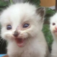 Din Chetina (@mxritere) 's Twitter Profile Photo Din Chetina (@mxritere) 's Twitter Profile Photo