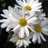 HAlraqibah's profile image
