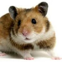 MyHamster🐹🐹🐹 (@myhamster_atx) 's Twitter Profile Photo