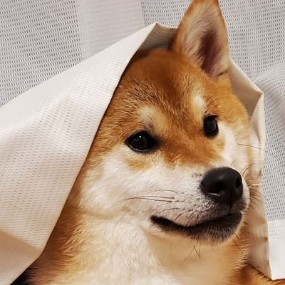 2021/7/27生まれの柴犬コタローさん(♂)の観察日記。
2025/6/28生まれの豆柴コジローさん(♂)を弟に持つ。
1日2回のパトロールで地域の平和を守ることを生業としているが、公園に小学生がいると怖くて入れない一面を持つ。(Wikipediaより)