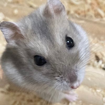 伏推しの五伏/呪本誌 /スミス推しのエルリ左右非固定/忘ﾊﾞ千推し/ジョ🫧、🧣、🍒、💣、🐞、🔫、🦋、✝️アニメ
