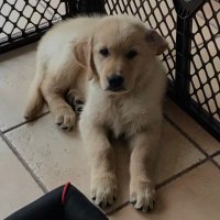 LazyKid (@oglazykid) 's Twitter Profile
