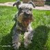 Ricky Bobby & 🌈Maggie🌈 (@wheatenmaggie) Twitter profile photo Ricky Bobby & 🌈Maggie🌈 (@wheatenmaggie) Twitter profile photo
