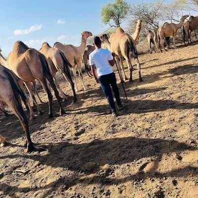 AbdiazizAl21535's profile picture. 