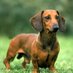WeinerDog44 (@weinerdog44) Twitter profile photo WeinerDog44 (@weinerdog44) Twitter profile photo