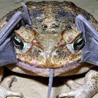 zombiekutub's profile picture. ⚓