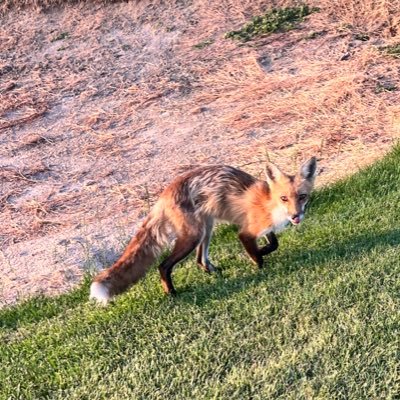 synetus's profile picture. 