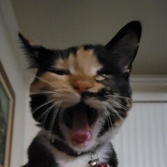 _dominicsanchez's profile picture. Game Developer - 3D / Technical Art