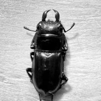 沖縄@ヒラタラブぱんぱん (@okipo_okinawa) Twitter profile photo