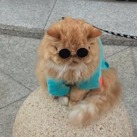 ゆうご (@syuugo031) Twitter profile photo